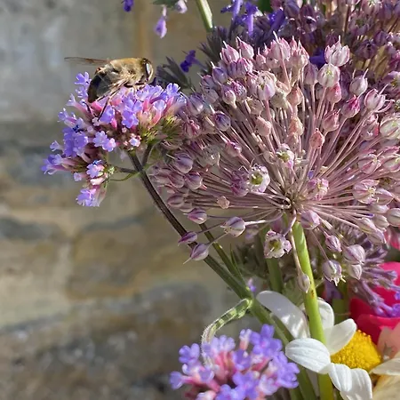 Petit Loulet Puylagarde